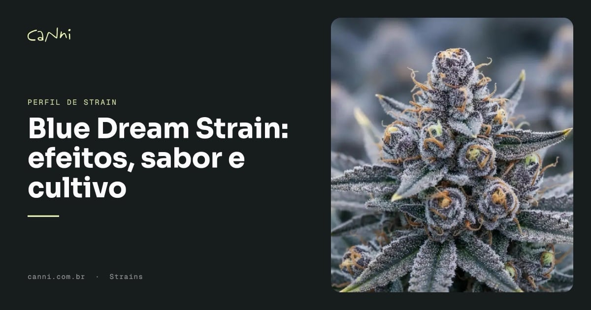 Capa do artigo: Blue Dream Strain: efeitos, sabor e cultivo