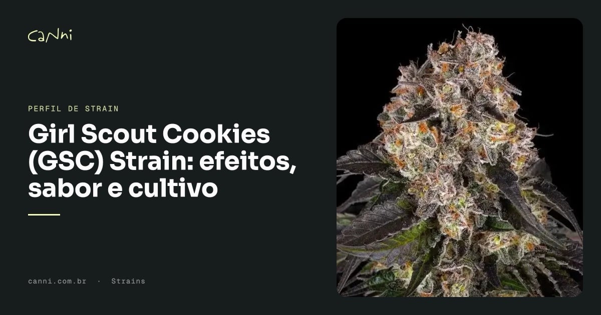Capa do artigo: Girl Scout Cookies (GSC) Strain: efeitos, sabor e cultivo