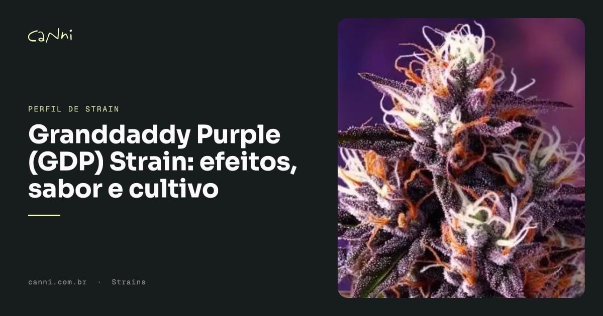 Capa do artigo: Granddaddy Purple (GDP) Strain: efeitos, sabor e cultivo