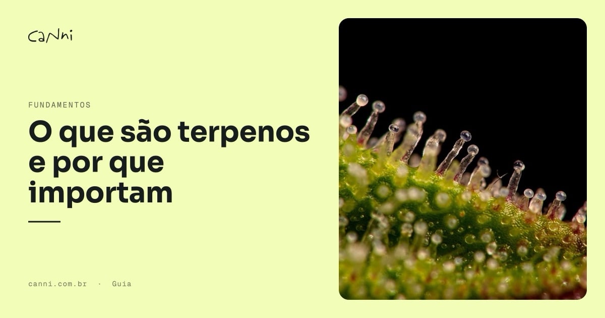 Capa do artigo: O que são terpenos e por que importam