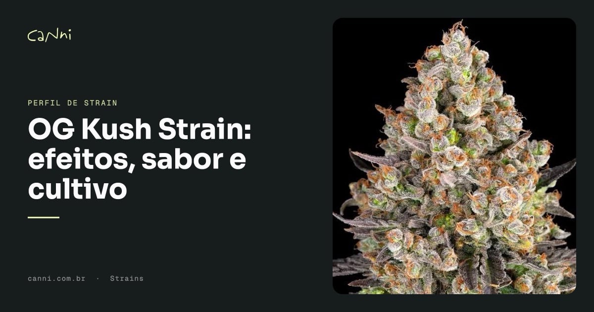 Capa do artigo: OG Kush Strain: efeitos, sabor e cultivo