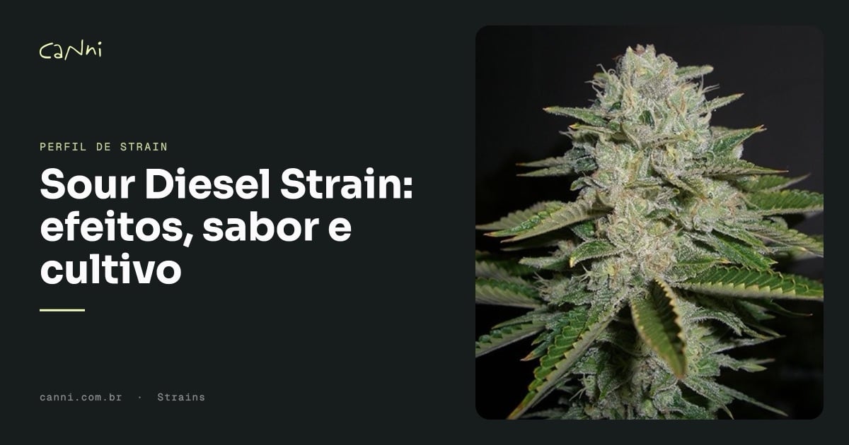 Capa do artigo: Sour Diesel Strain: efeitos, sabor e cultivo