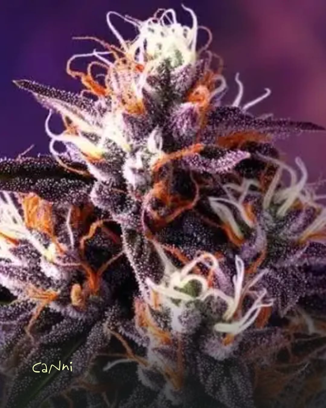 Capa do artigo: Granddaddy Purple (GDP) Strain: efeitos, sabor e cultivo