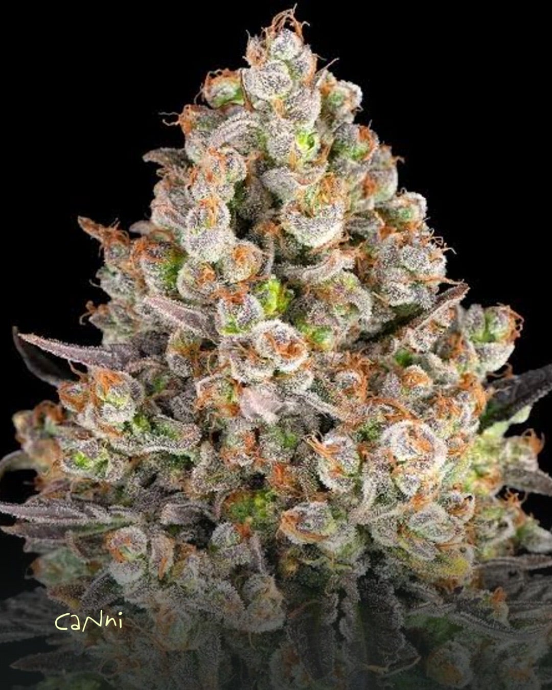 Capa do artigo: OG Kush Strain: efeitos, sabor e cultivo