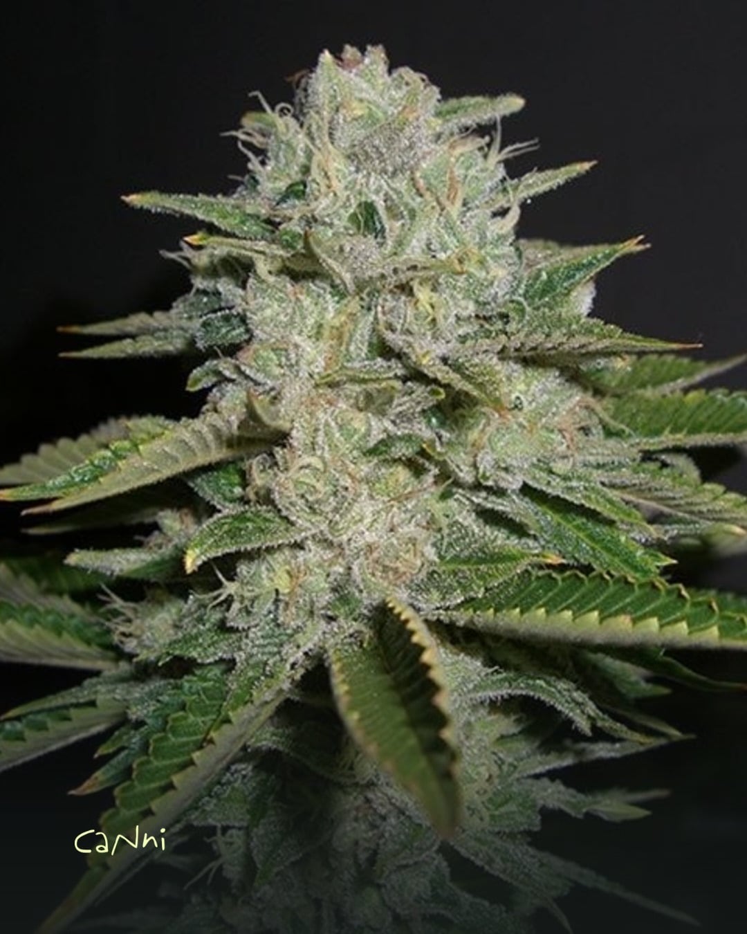 Capa do artigo: Sour Diesel Strain: efeitos, sabor e cultivo