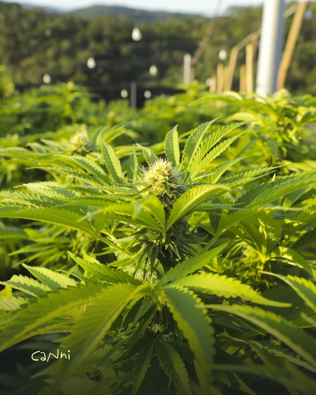 Capa do artigo: THC para que serve: efeitos, usos e como escolher a variedade
