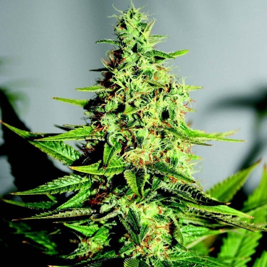 Flor da strain Acapulco Gold