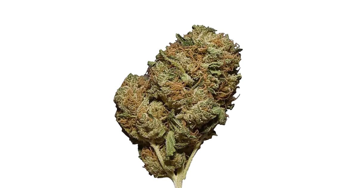 Flor da strain Amnesia Haze