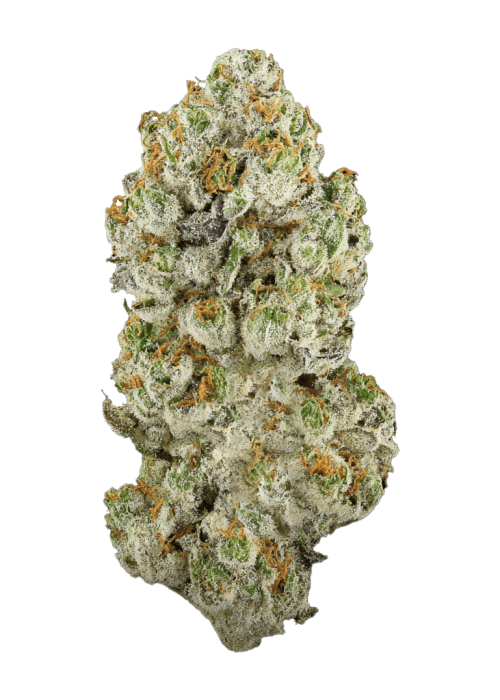 Flor da strain Amnesia Lemon