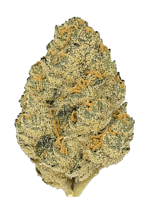 Flor da strain Berry Gelato