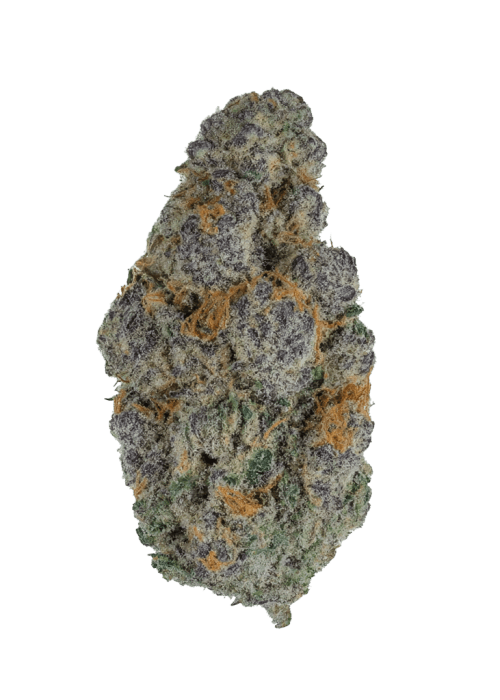 Flor da strain Biscotti Gelato