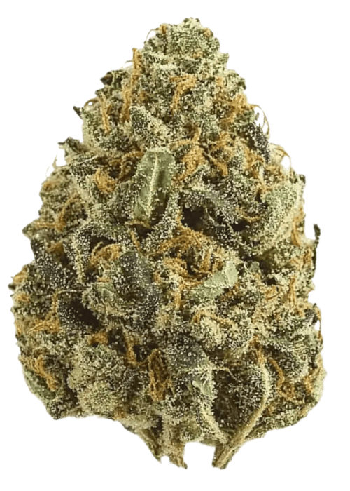 Flor da strain Black Cherry Gelato
