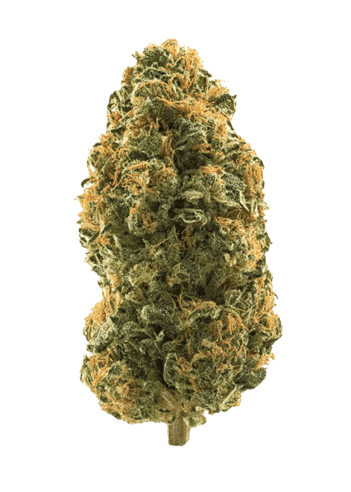 Flor da strain Caramel Apple Gelato