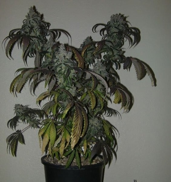 Flor da strain Flo