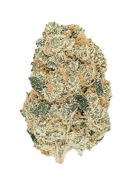 Flor da strain Gelato Auto