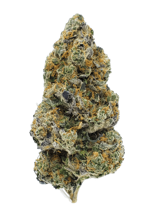 Flor da strain Gelato Mints Jealousy