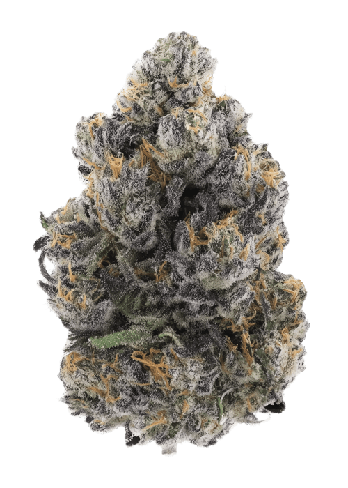 Flor da strain Gelato Punch – Atlas Seed