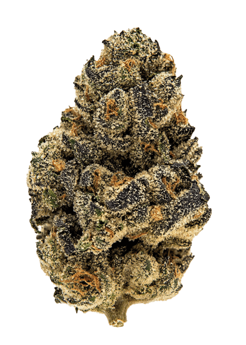Flor da strain Gelato Put In Pop