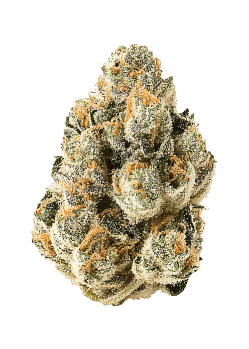 Flor da strain Gelato x Sour Face