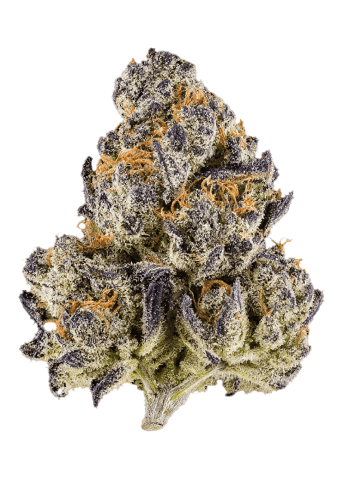Flor da strain Melon Cherry Gelato