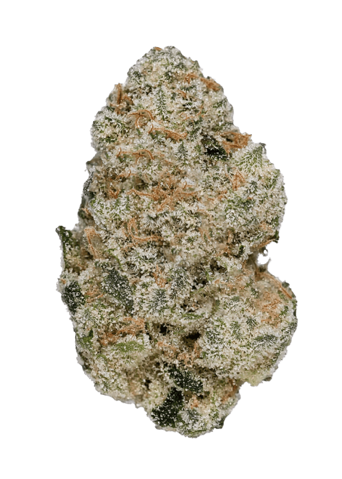 Flor da strain North Thunderfuck Auto
