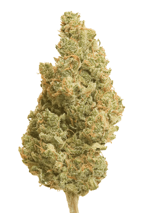 Flor da strain Pennywise