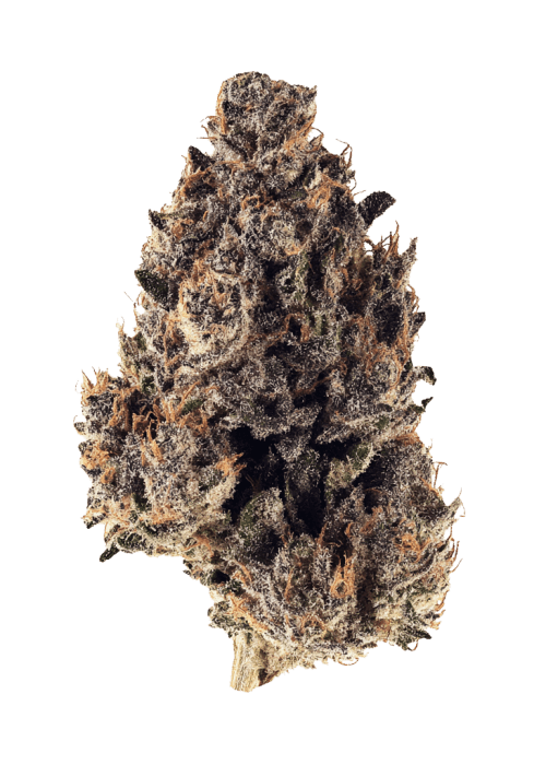 Flor da strain Purple Gelato