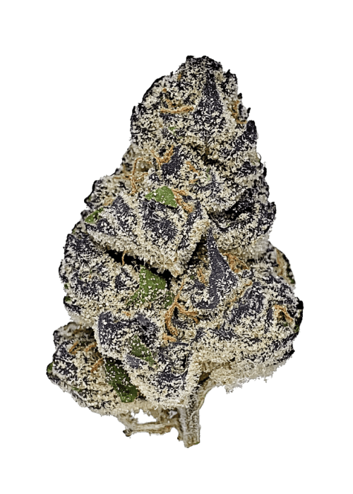 Flor da strain Purple Queen Auto