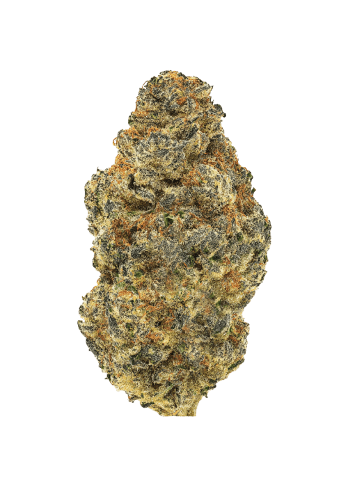 Flor da strain Stracciatella Gelato