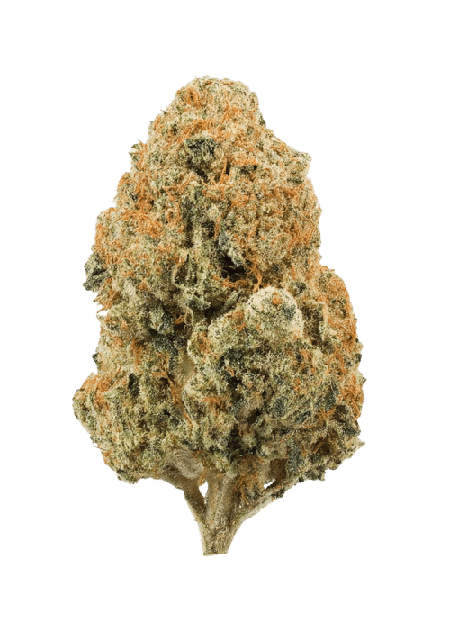 Flor da strain Tropical Gelato