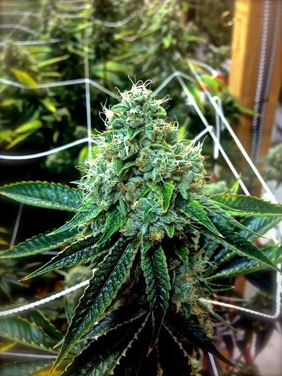 Flor da strain True OG