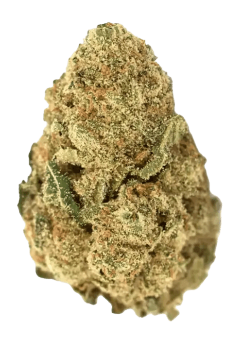 Flor da strain Watermelon Auto