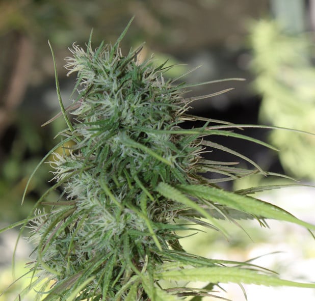 Flor da strain Willie Nelson