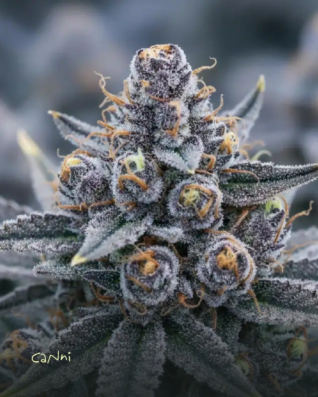Capa do artigo: Blue Dream Strain: efeitos, sabor e cultivo