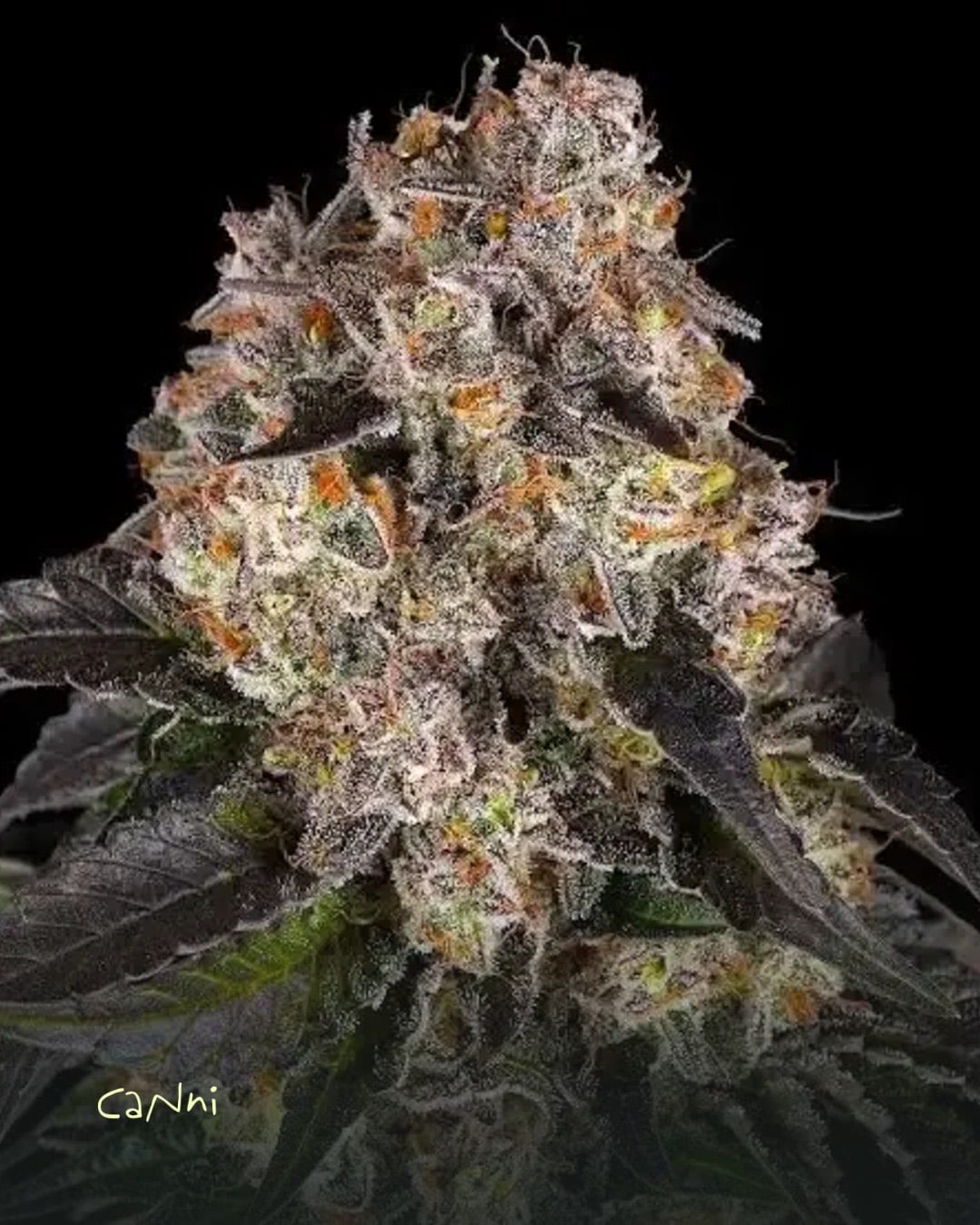 Capa do artigo: Girl Scout Cookies (GSC) Strain: efeitos, sabor e cultivo