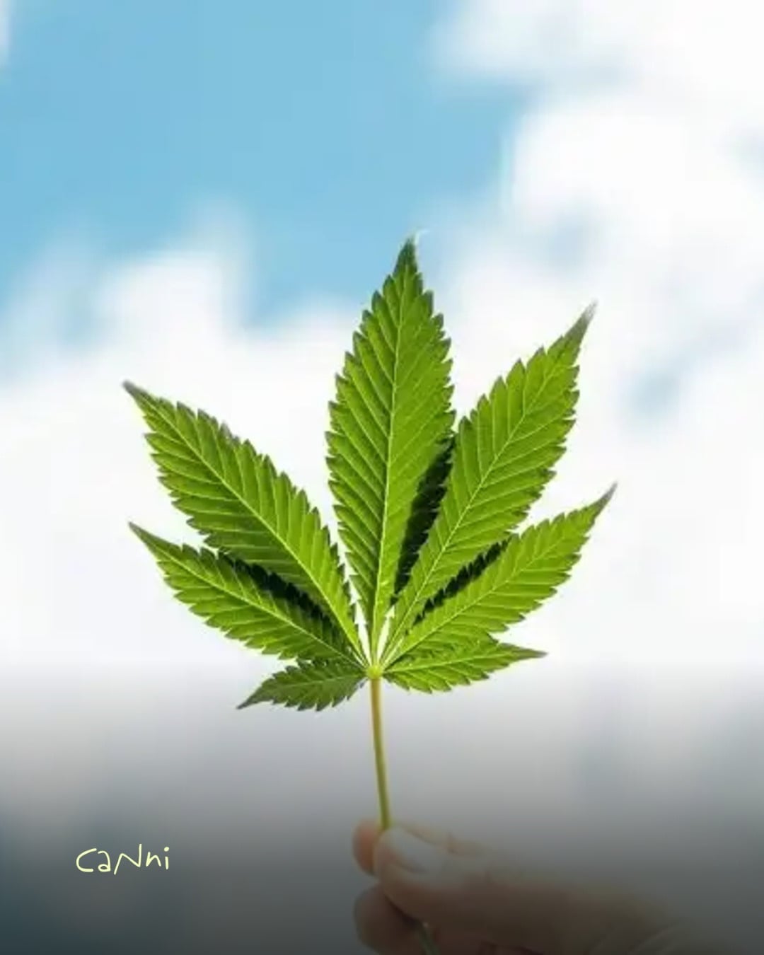 Capa do artigo: Indica, Sativa e Híbrida: entenda as diferenças