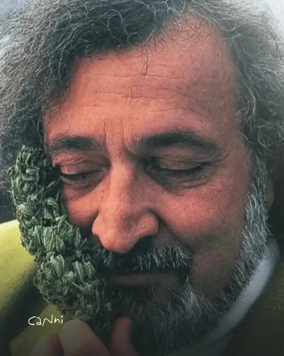Capa do artigo: Jack Herer: a História da Lendária Strain e do Ativista