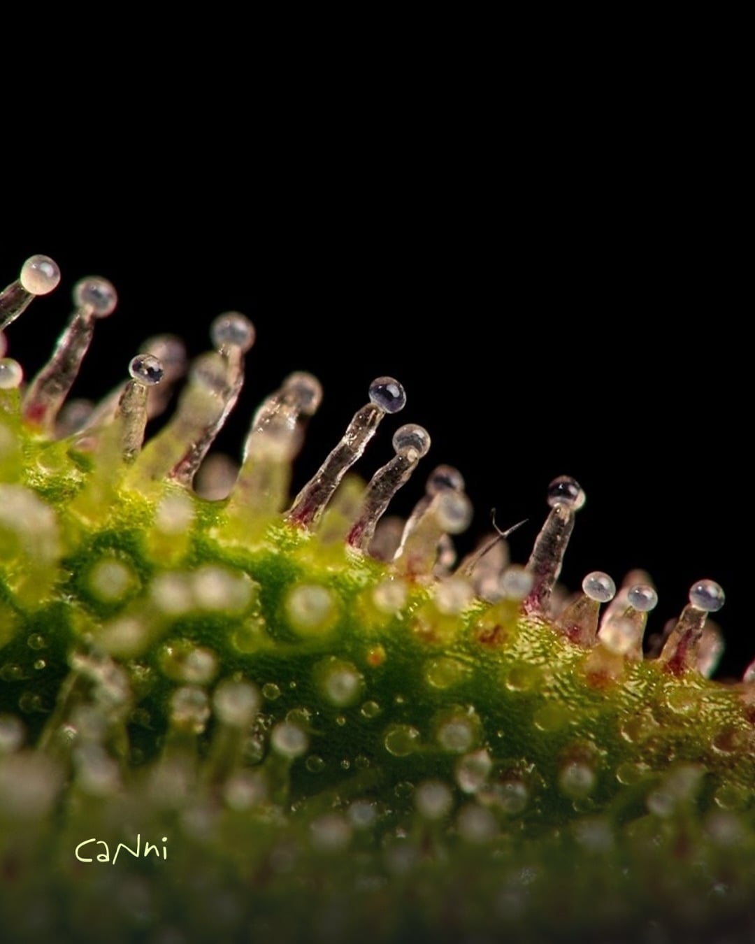 Capa do artigo: O que são terpenos e por que importam