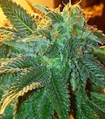 Flor da strain Alien OG