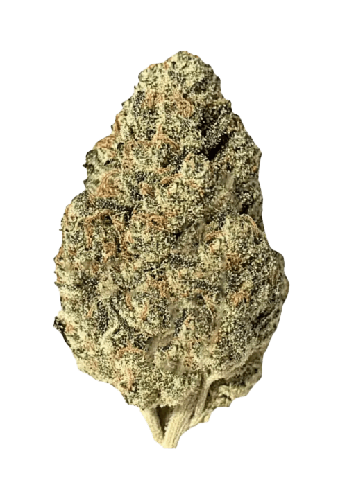 Flor da strain Biscotti Mintz