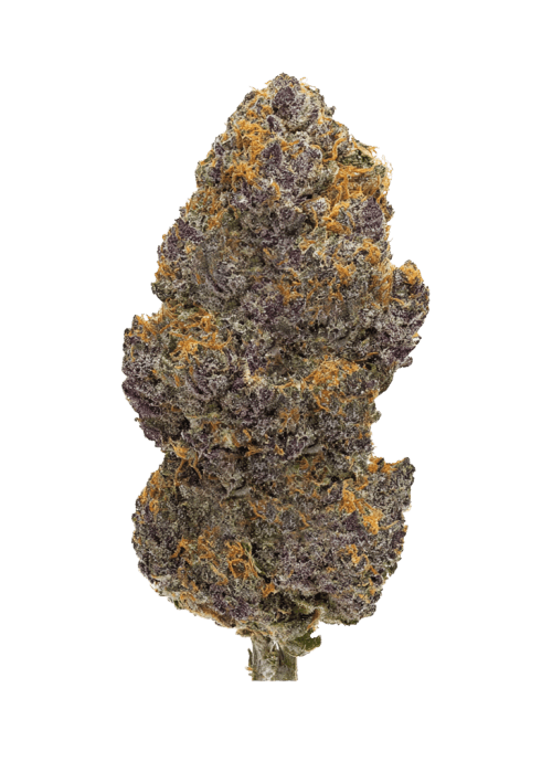 Flor da strain Black Cherry Gelato – Backpackboyz