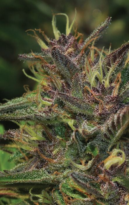Flor da strain Blueberry Muffin
