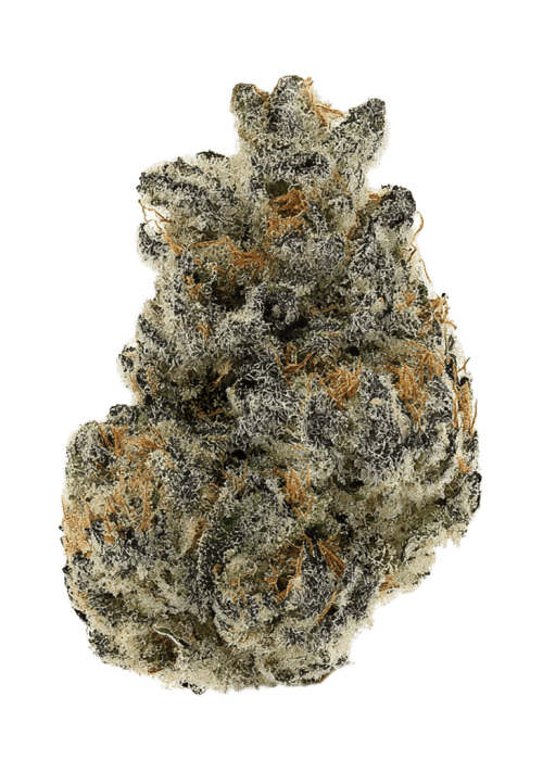 Flor da strain Bubblegum Gelato – The Growing Pains