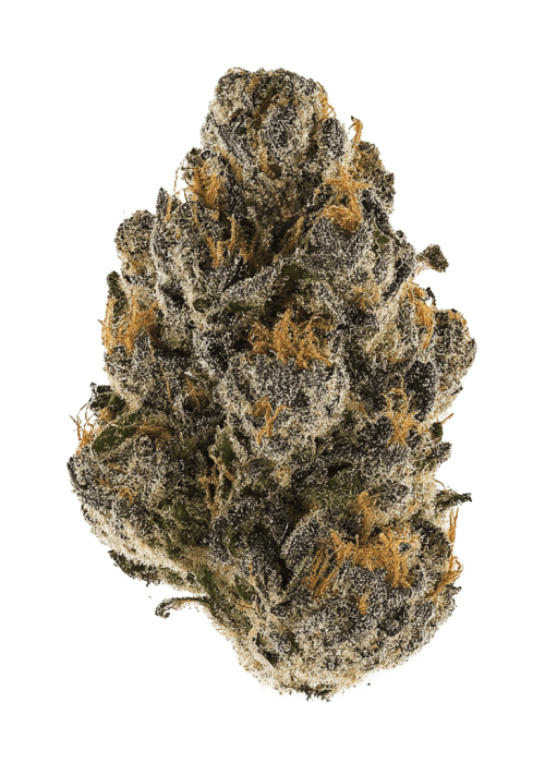 Flor da strain Cookies Gelato