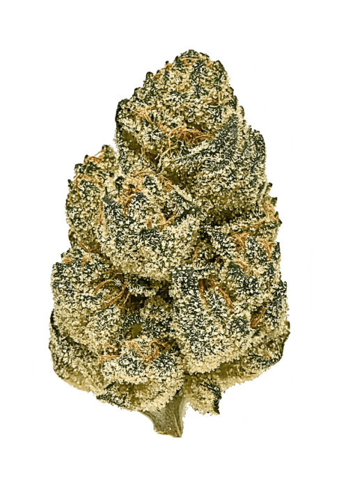 Flor da strain Gelato 41 BX Auto