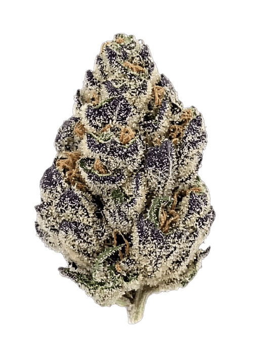 Flor da strain Gelato Açaíberry x Purple Punch