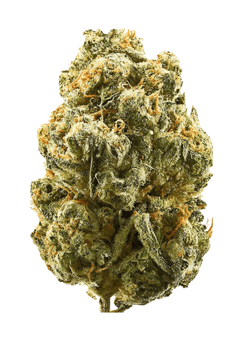Flor da strain Gelato Cookies