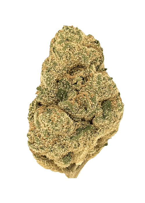 Flor da strain Gelato Pop
