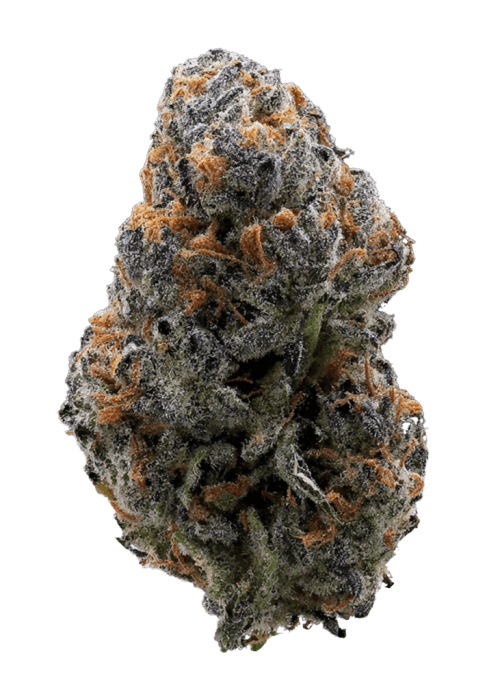 Flor da strain Gelato Punch