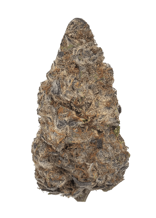 Flor da strain Gelato Rainbow Sherbert